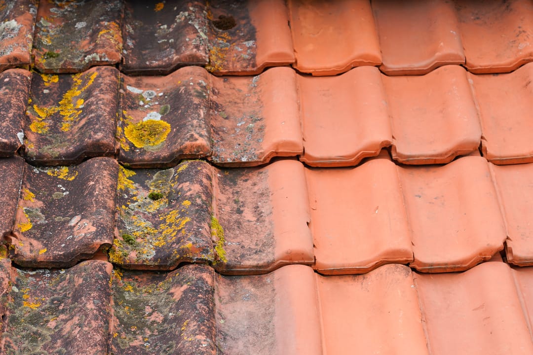 Mould, Moss, or Algae Growth